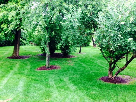 187Landscape 2015 rear trees.JPG